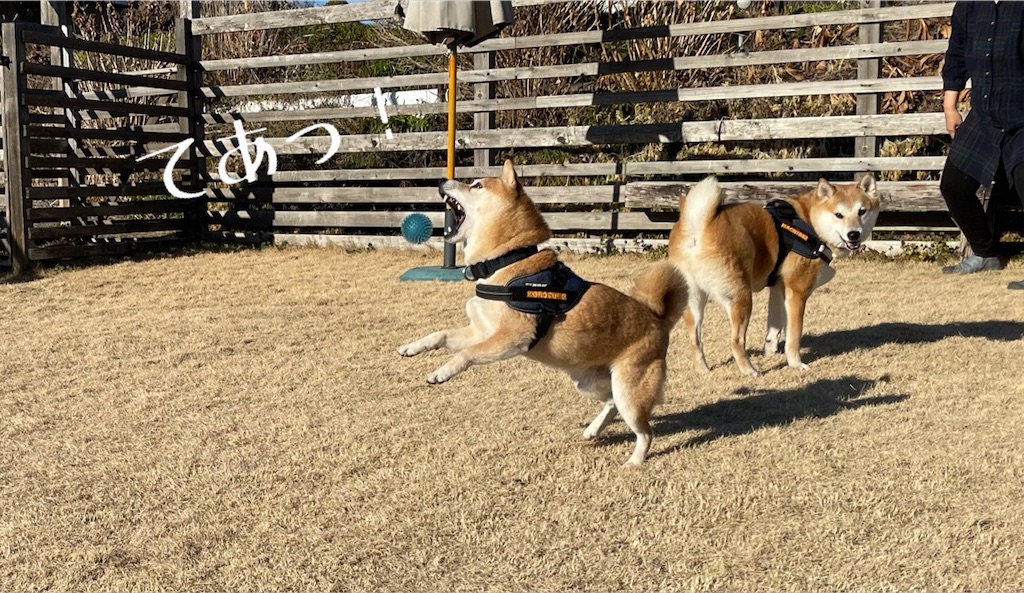 f:id:Snowkey:20230122120216j:image
