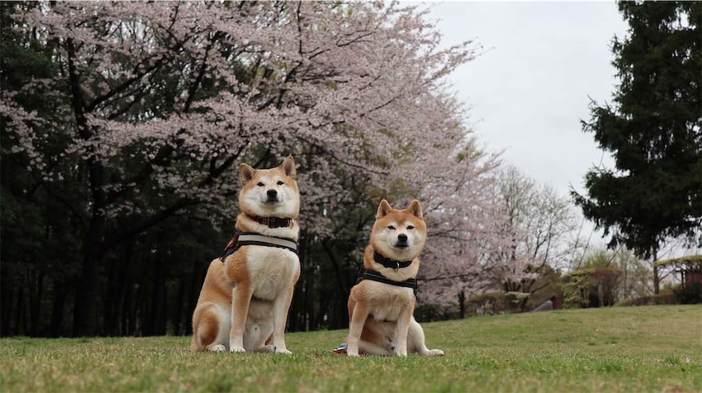 f:id:Snowkey:20230628074546j:image