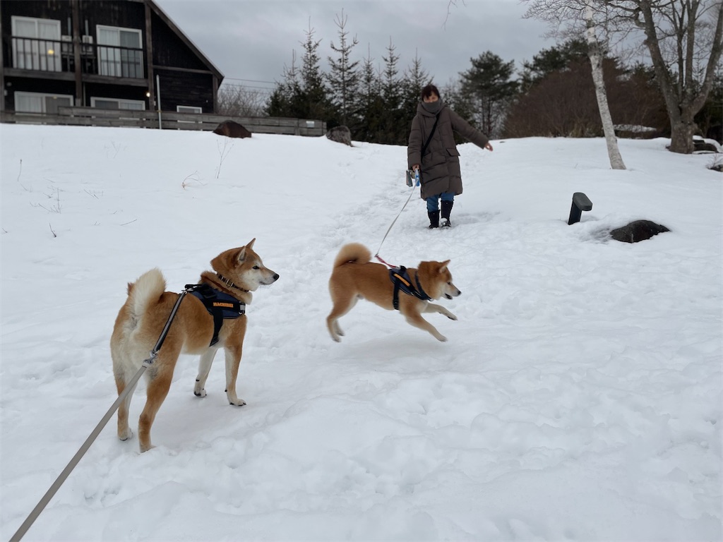 f:id:Snowkey:20230628074552j:image