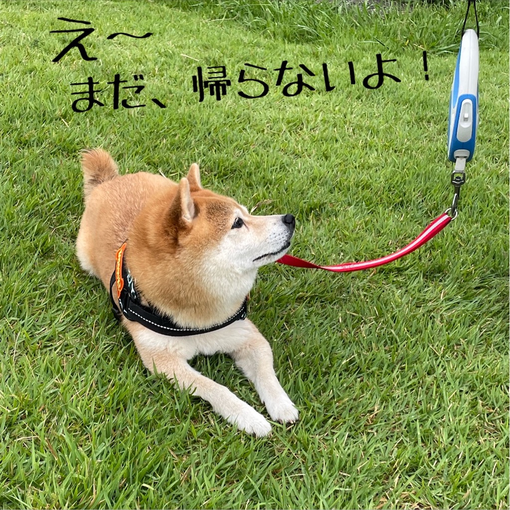 f:id:Snowkey:20230708070353j:image