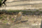  シロハラ 2007/03/07