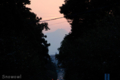 [空][夕焼け]2009-09-25 18:02:13　健軍神社参道から見た雲仙