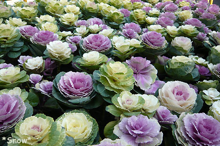 f:id:Snowowl:20100127213747j:image f:id:Snowowl:20100127213747j:image