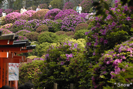 根津神社 2010-05-05 14:57:50