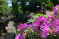 [東京][神社][花]根津神社　2011-05-08 11:27:11