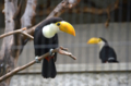 [鳥][雛]オニオオハシの雛＠上野動物園　2012-07-21