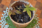 モミジ　2012-10-19 13:59:55