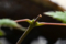 モミジ　2012-01-27 13:50:37