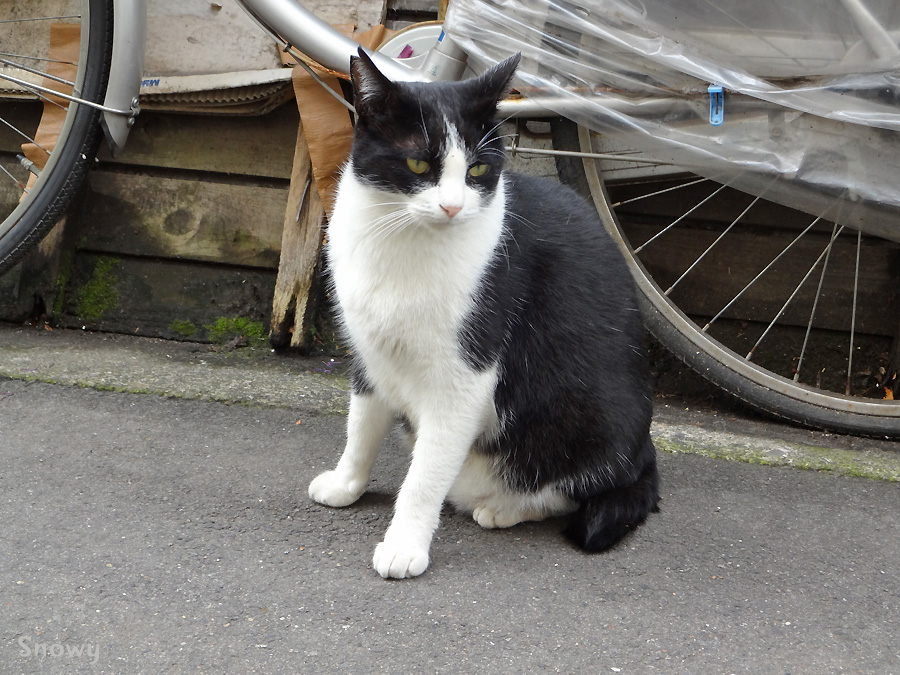 f:id:Snowowl:20121114210854j:image:w640 f:id:Snowowl:20121114210854j:image:w640