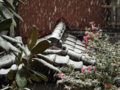 [東京][雪]2013-01-14 11:31:23