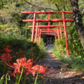 [花][山梨]大善寺 2014-09-22