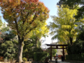 [東京][神社][谷根千]根津神社　2014-11-10