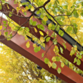 [東京][神社][谷根千]根津神社　2014-11-12