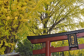 [東京][神社][谷根千]根津神社　2014-11-12