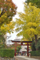 [東京][神社][谷根千]根津神社　2014-11-12