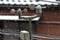 [雪]雪　2015-01-30