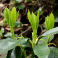 [植物][葉]2015-04-16 高尾山