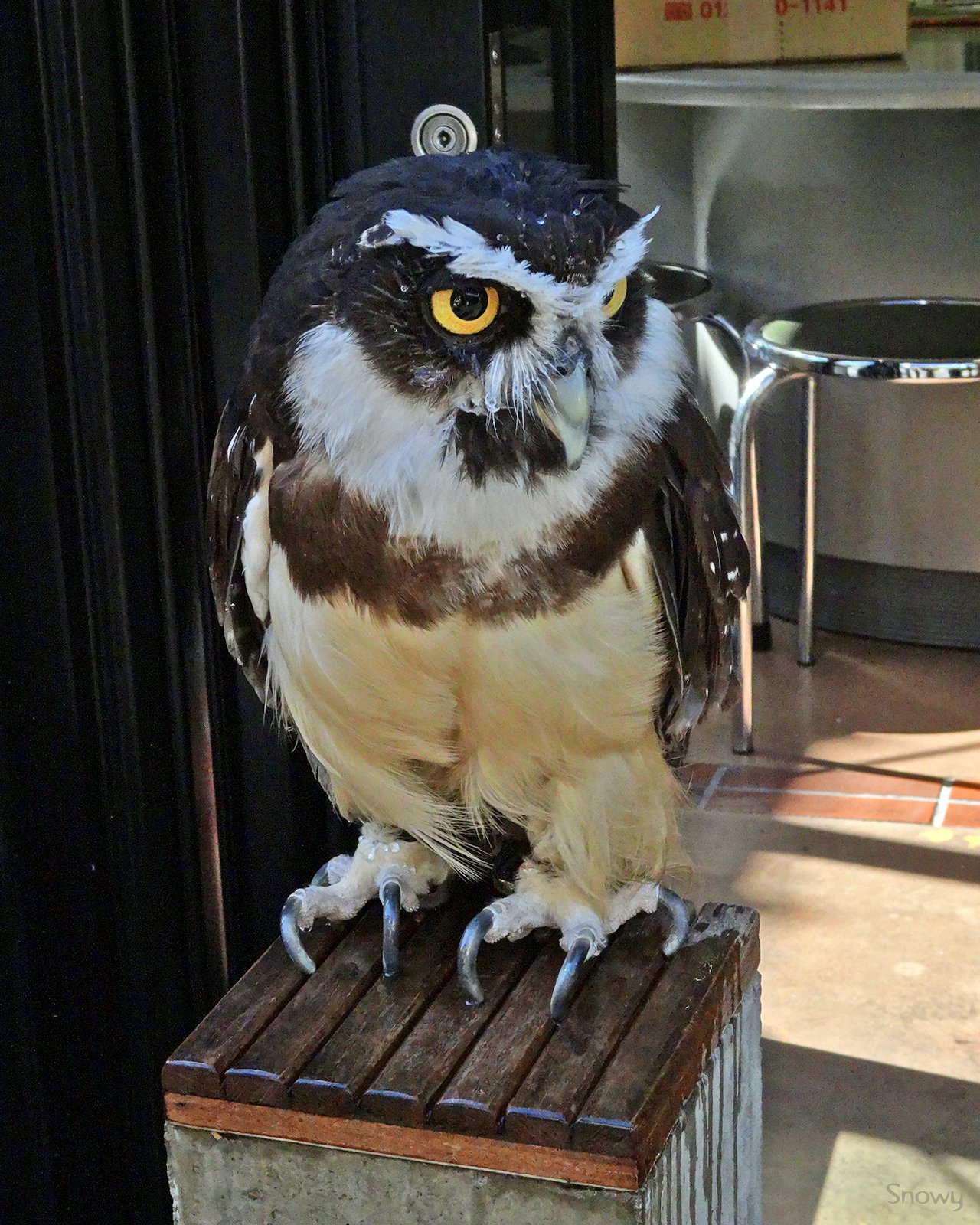 個別 鳥 メガネフクロウ 15 10 08 の写真 画像 ダイアリー15 Snowy Album 個別 鳥 メガネフクロウ 15 10 08 の写真 画像 ダイアリー15 Snowy Album
