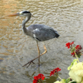 [鳥][公園][福岡]アオサギ＠大濠公園（2017-08-20）