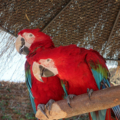 [鳥][インコ]コンゴウインコ＠長崎バイオパーク（2018-02-18）