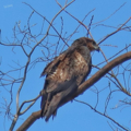 [鳥][トビ]鳶＠西公園（2018-03-23）