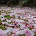 [花][桜]鷲尾愛宕神社（2018-04-04）