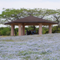 [公園][花]ネモフィラ＠海の中道海浜公園（2018-05-05））