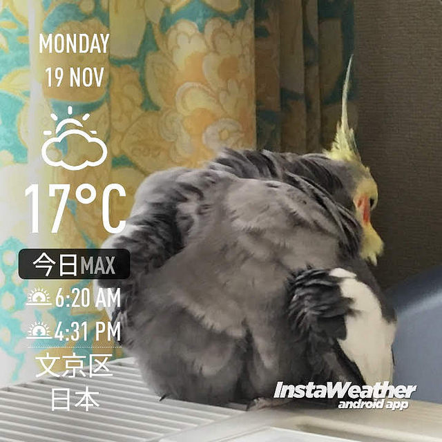 f:id:Snowowl:20181121084136j:image