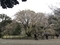 六義園の枝垂れ桜（2019-04-01）