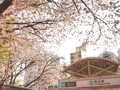 [桜][花][駅]駒込駅の桜（2019-04-06）