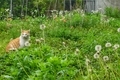 [東京][谷根千][猫]根津（2012-05-09 10:20）