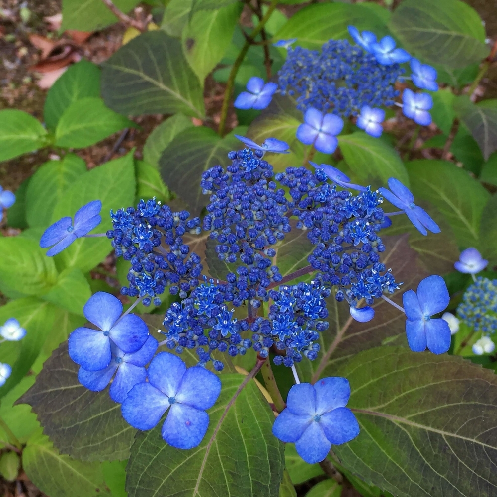 額紫陽花＠六義園（2019-06-03）