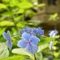 [花]紫陽花＠愛宕神社（2019-06-28）