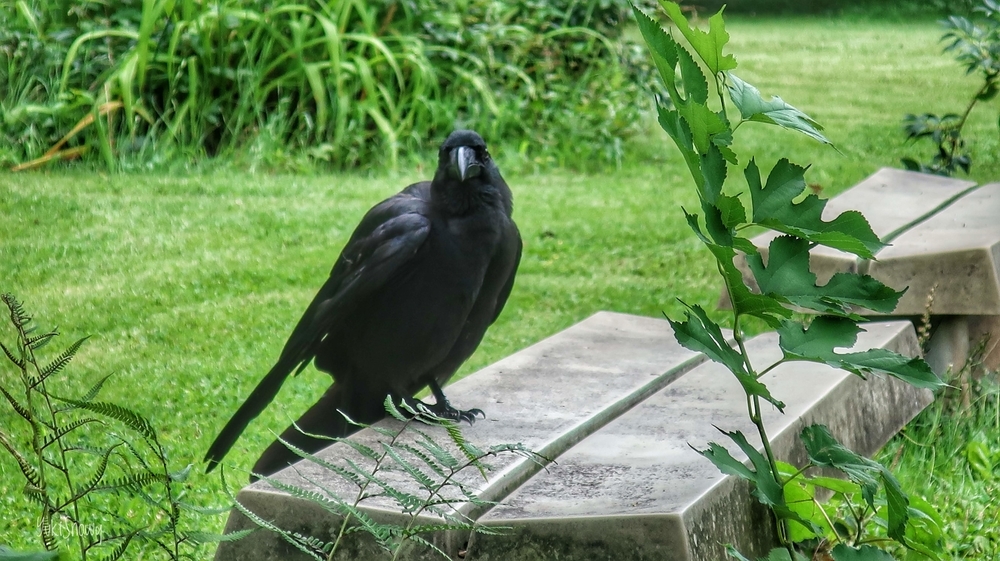 ハシブトガラス＠小石川植物園（2019-07-03 12:29）