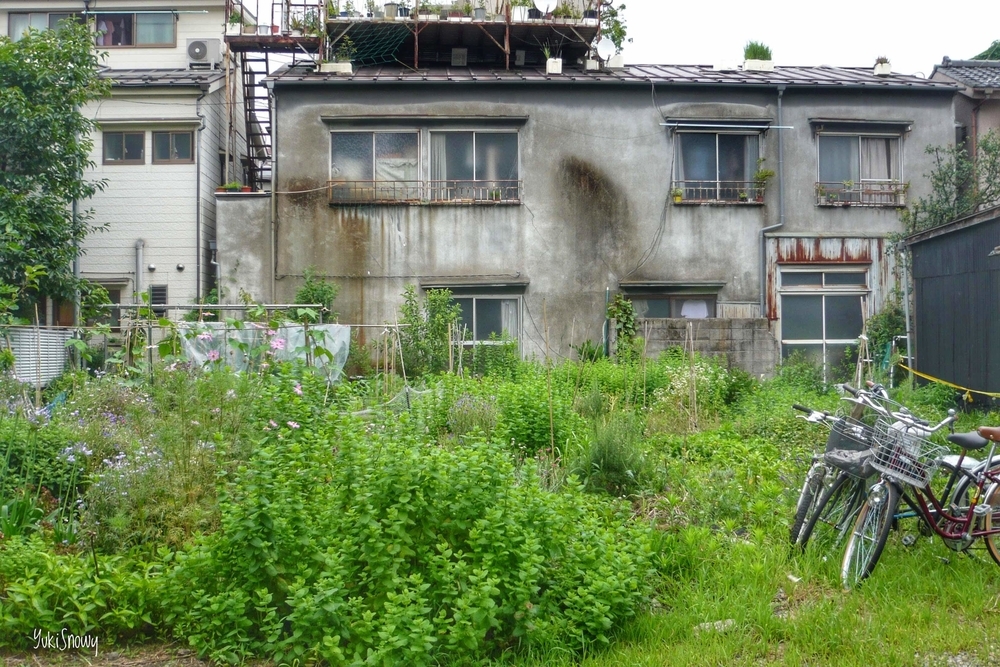 猫の叢（2011-06-23 10:22）