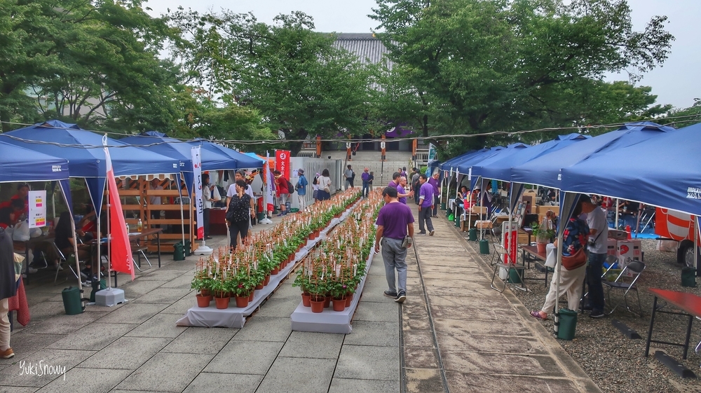 文京朝顔・ほおずき市（2019-07-20 16:16）