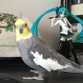 [オカメインコ][フィギュア]（2019-09-12 13:27）