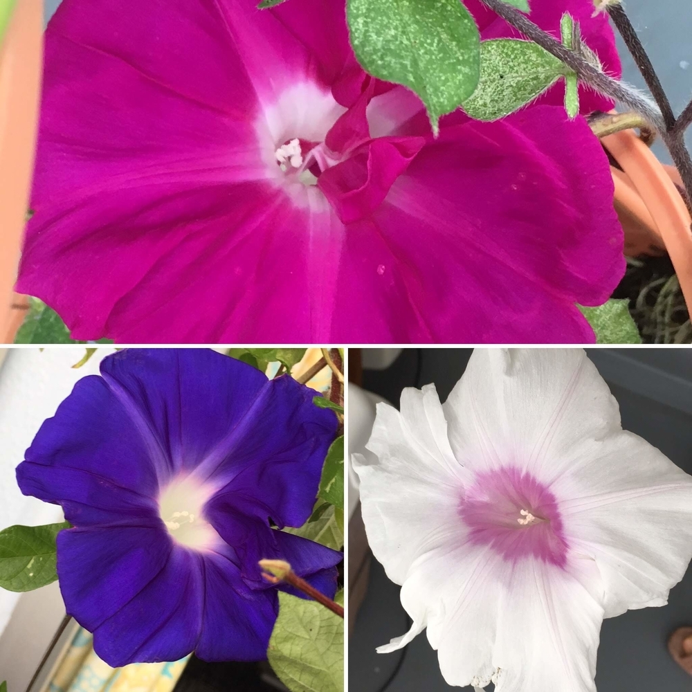 （2019-09-16）