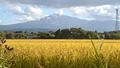 [空][雲][山][秋田]鳥海山と稲穂