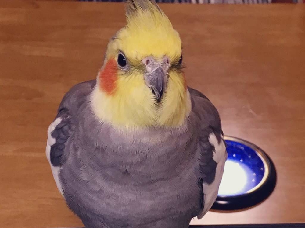 （2019-12-10 16:43）