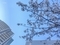 桜（2020-03-25 14:05）