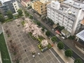 [街角][桜]（2020-04-01 07:22）