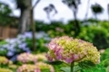 [花][植物]白山神社古墳（2020-06-03）