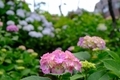 [花][植物]白山神社古墳（2020-06-03）