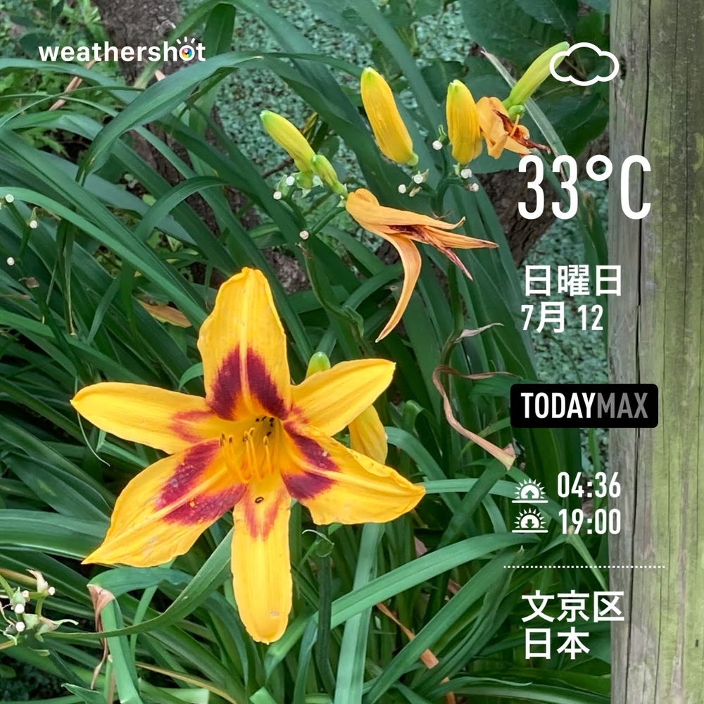 WeatherShot（2020-07-11）