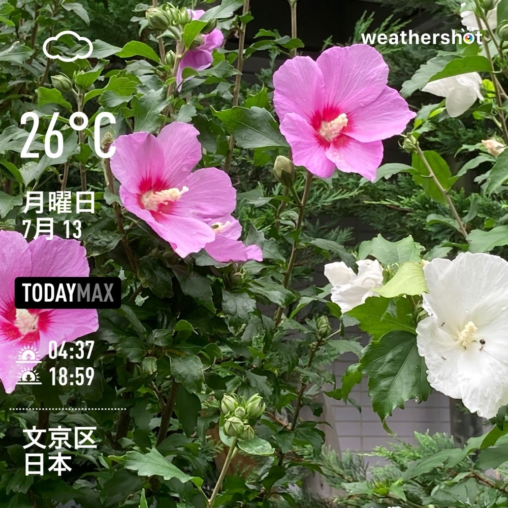 WeatherShot（2020-07-13）