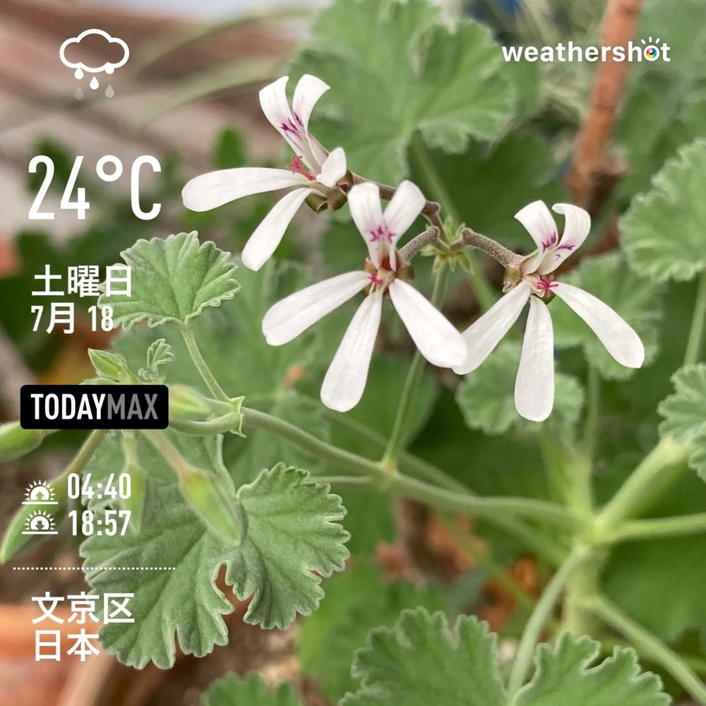 WeatherShot（2020-07-18）