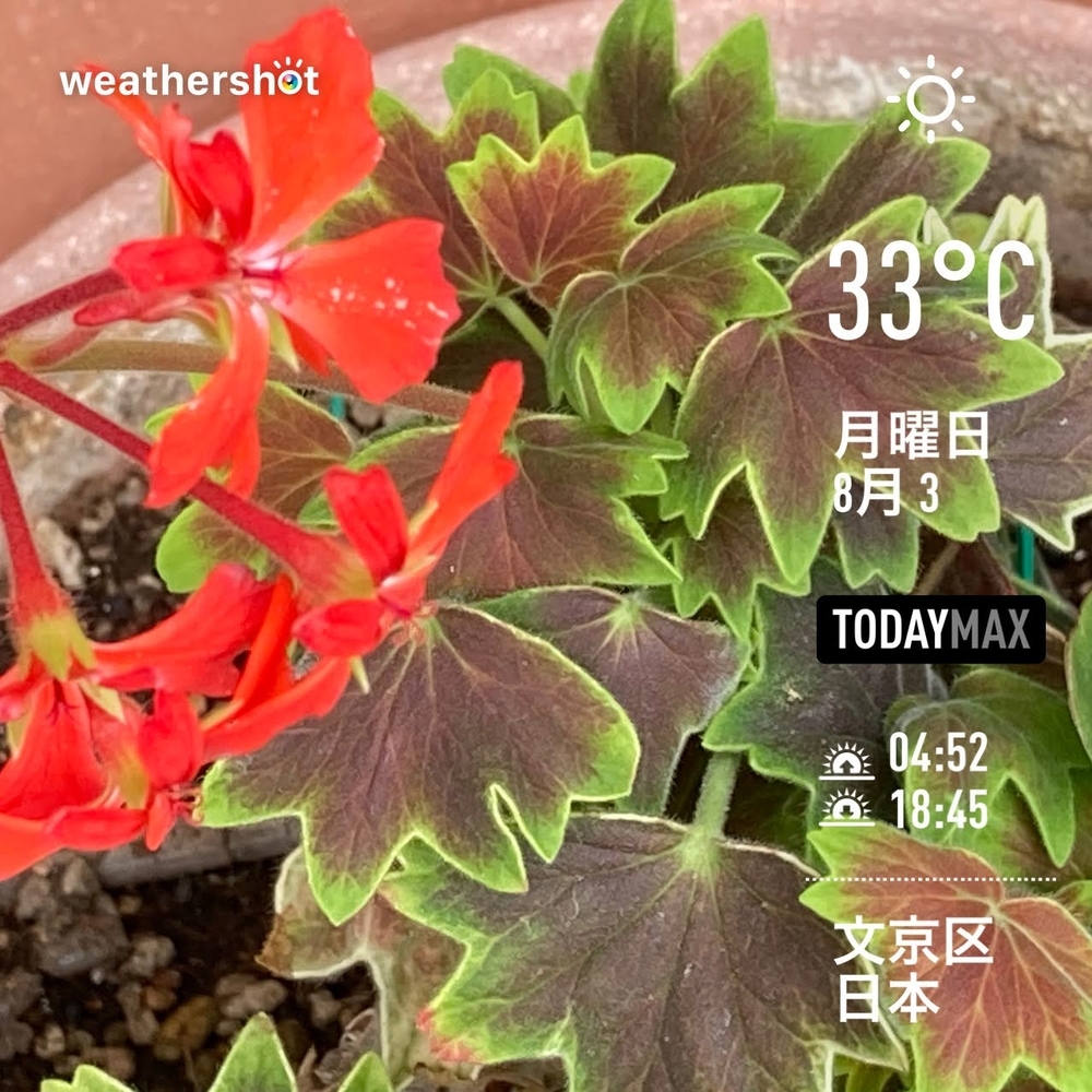 WeatherShot（2020-08-03）