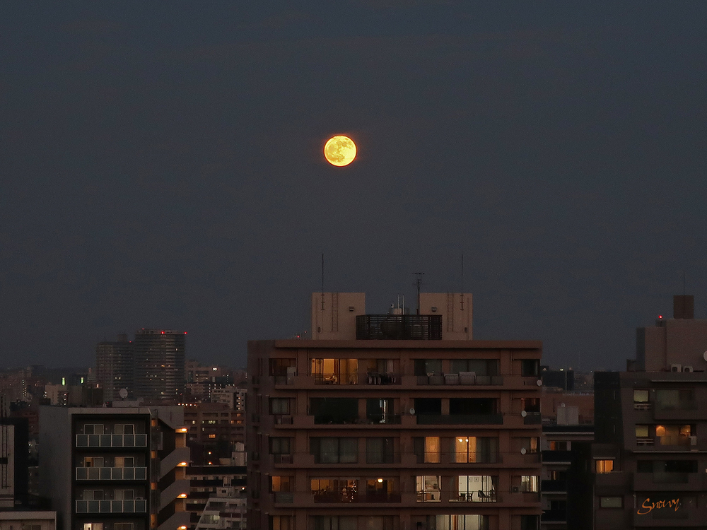 満月(2020-11-30 16:46)