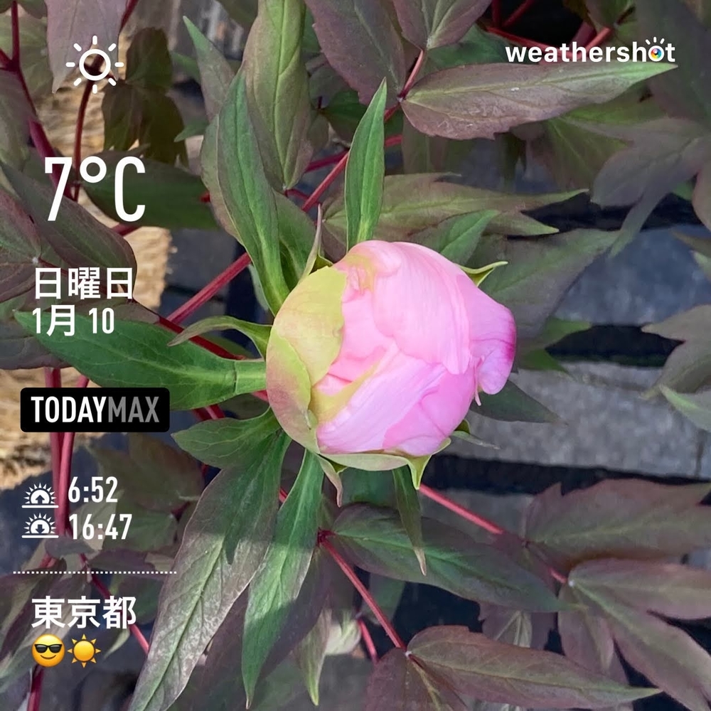 WeatherShot(2021-01-10)